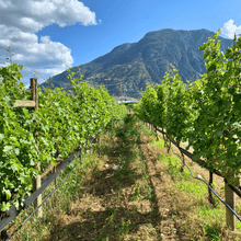 Load image into Gallery viewer, A picturesque view of two rows of vineyards showcasing regenerative farming practices in the Similkameen Valley, British Columbia.  | Farm to Glass Wine Tours
