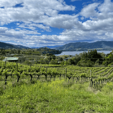 Load image into Gallery viewer, A breathtaking view of a vineyard on Naramata Bench, British Columbia. The image captures the rolling hills lined with rows of grapevines and cover crops, stretching as far as the eye can see. The vibrant green foliage of the vines contrasts beautifully with the deep blue sky overhead with fluffy white clouds reflecting off of Okanagan Lake | Farm to Glass Wine Tours
