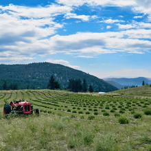 Load image into Gallery viewer, A vibrant red tractor resting amidst a picturesque organic lavender field at Garnet Valley Ranch Winery in Summerland, BC. The vibrant purple hues of the lavender contrast beautifully with the bold red of the tractor. A serene and scenic view that reflects the harmonious blend of agriculture and nature at this charming winery | Farm to Glass Wine Tours