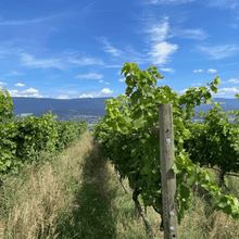 Load image into Gallery viewer, A close-up view of three rows of luscious Syrah grapevines covered with knee high cover crops at Lightning Rock Winery in Summerland, British Columbia. The rows stretch out in a symmetrical pattern, creating a captivating visual effect. The backdrop features the stunning landscape of Summerland, with rolling hills and distant mountains across on the other side of Okanagan Lake.  | Farm to Glass Wine Tours