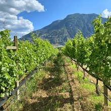 Load image into Gallery viewer, A picturesque view of two rows of vineyards showcasing regenerative farming practices in the Similkameen Valley, British Columbia.  | Farm to Glass Wine Tours
