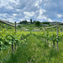 Load image into Gallery viewer, Green grass grows tall between the rows of vineyards at Lakeboat winery in Kaleden, BC.  | Farm to Glass Wine Tours
