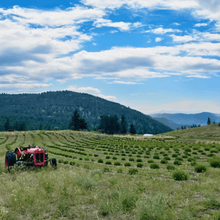 Load image into Gallery viewer, A vibrant red tractor resting amidst a picturesque organic lavender field at Garnet Valley Ranch Winery in Summerland, BC. The vibrant purple hues of the lavender contrast beautifully with the bold red of the tractor. A serene and scenic view that reflects the harmonious blend of agriculture and nature at this charming winery | Farm to Glass Wine Tours
